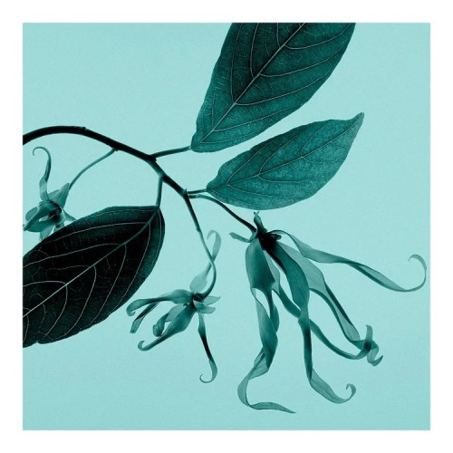 Tiffany & Co. Sheer EDT kvepalai moterims, 75 ml