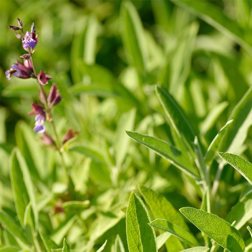 Weleda Sage dezodorantas, 100 ml