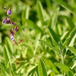 Weleda Sage dezodorantas, 100 ml