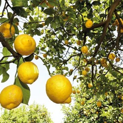 Weleda Citrus 24 h dezodorantas - dezodorantas, 200 ml