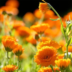 Weleda Calendula spray - medetkų kūno purškiklis, 30 ml 2