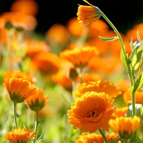 Weleda Calendula spray - medetkų kūno purškiklis, 30 ml