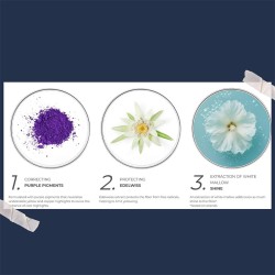 Phyto Professional Purple No Yellow Shampoo - violetinis šampūnas, neutralizuojantis geltonus