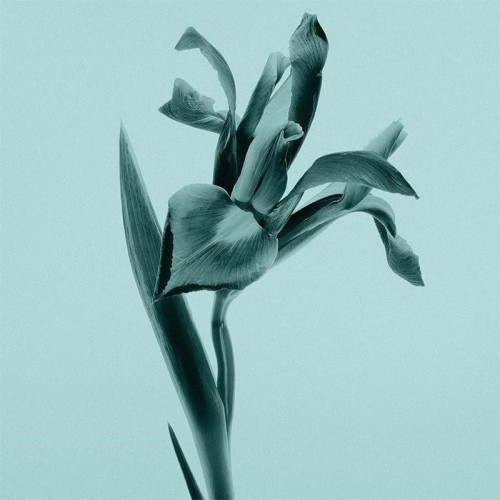 Tiffany & Co. Body Lotion - parfumuotas kūno losjonas, 200 ml