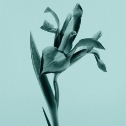 Tiffany & Co. Body Lotion - parfumuotas kūno losjonas, 200 ml