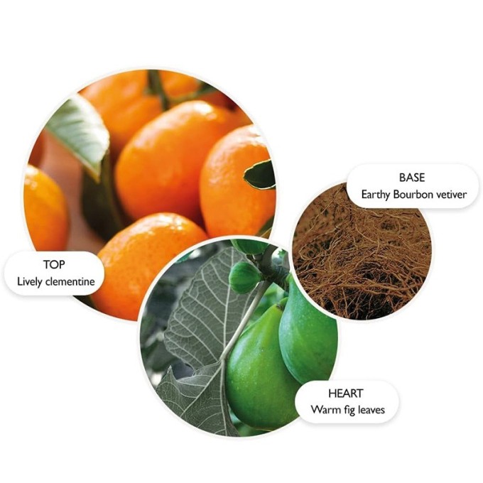 Molton Brown Sunlit Clementine & Vetiver Body Lotion - kūno losjonas, 300 ml