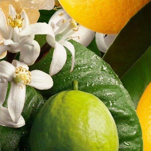 Molton Brown Orange & Bergamot Body Lotion - kūno losjonas, 300 ml