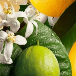 Molton Brown Orange & Bergamot Body Lotion - kūno losjonas, 300 ml