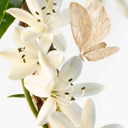 Annick Goutal Le Chevrefeuille EDT kvepalai moterims, 100 ml