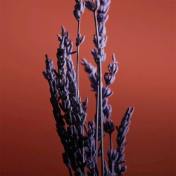 Caron Pour un Homme de Caron Le Soir EDP kvepalai vyrams, 75 ml