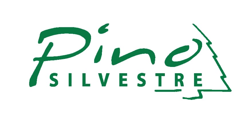 Pino Silvestre